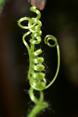 Fototapeta premium super macro shot vine of plant beautiful background