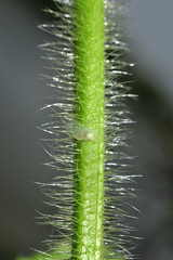 spider.super macro shot vine of plant beautiful background