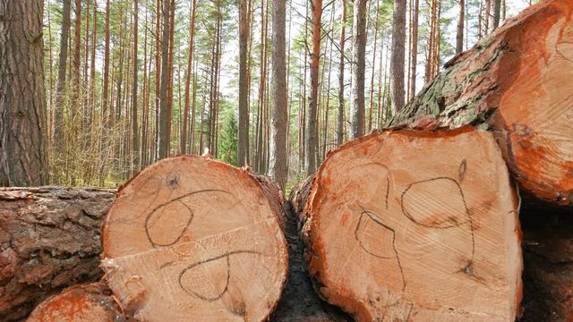 Sawed pine trunks, filmed with a crane