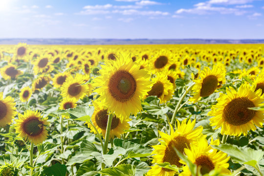Поле подсолнухов в жаркий летний день
