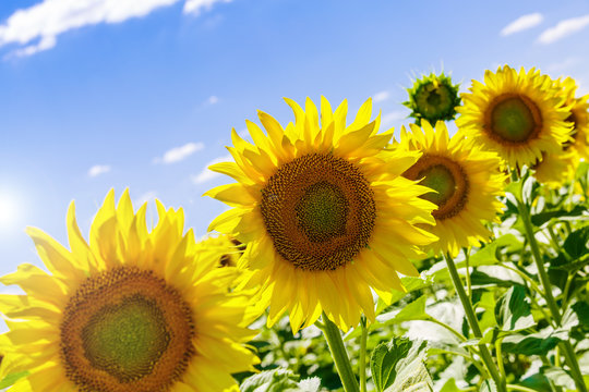 Поле подсолнухов в жаркий летний день