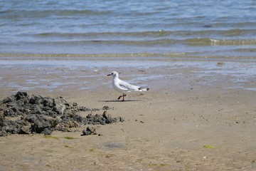Plage du Conguel - Quiberon