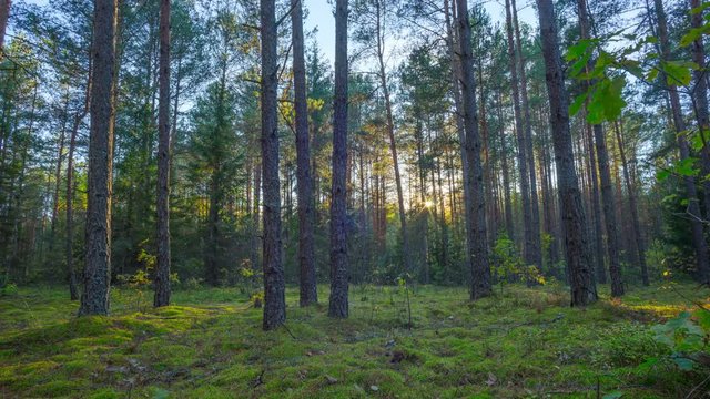 Sunset in the autumn magic forest, time-lapse filmed by crane