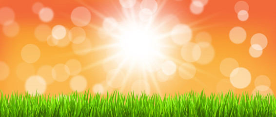 Fototapeta premium Sommerwiese