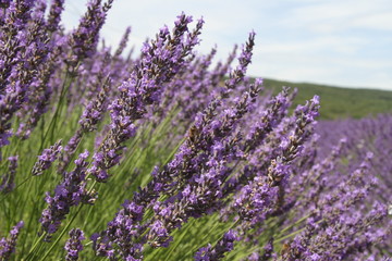 Lavender in bloom