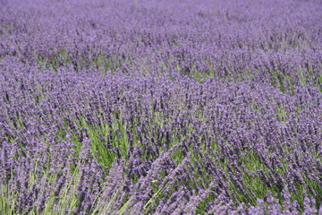 Fototapeta na wymiar Lavender in bloom