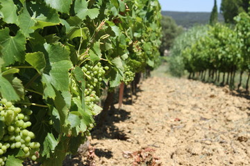 Fototapeta na wymiar Vineyard in Provence, France