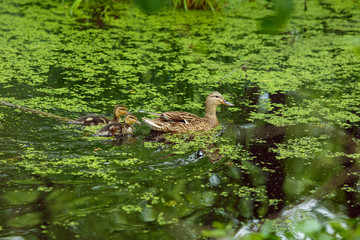 Mother duck with ducklings