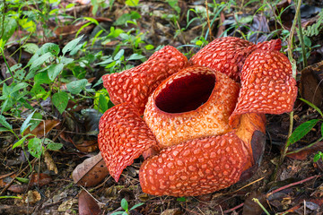 Rafflesia, the biggest flower in the world, Sarawak, Borneo, Malaysia. - obrazy, fototapety, plakaty