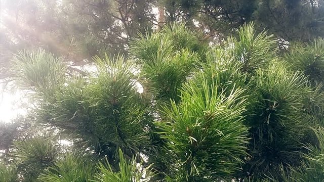 Pine tree needle leaves. Nature background.