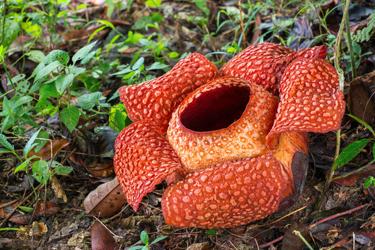 Fototapeta Rafflesia, the biggest flower in the world, Sarawak, Borneo, Malaysia.