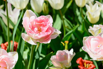 Fototapeta premium Spring flowers, tulips. Arboretum.