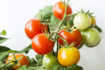 Fototapeta na wymiar Red cherry tomato