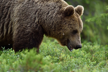 A close up shot of a wild big male brown bear in deep green european forest