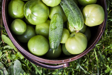 Harvest cucumbers on the wooden background