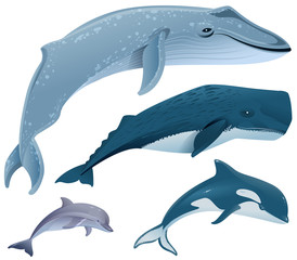 Naklejka premium Ustaw ssaki morskie. Płetwal błękitny, kaszalot, delfin, orka