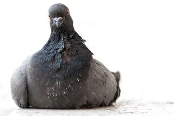Tapeten Zwart grijze duif op een witte achtergrond © JoveImages