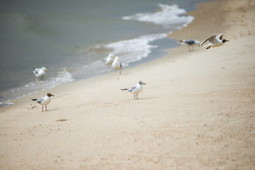 Seagulls on the beach