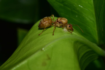 queen ants