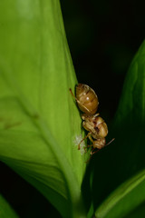 queen ants