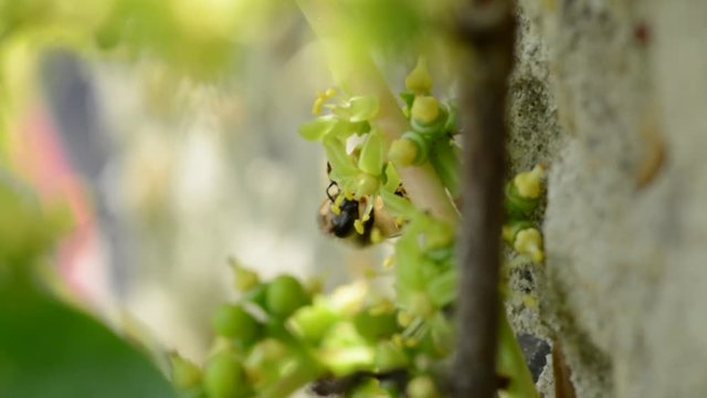 Honeybee harvesting pollen