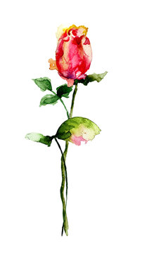 Beautiful Rose flower