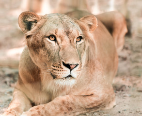 Naklejka premium animal African lioness