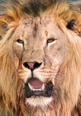 portrait African lione