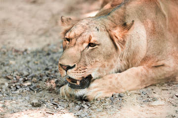 animal African lioness