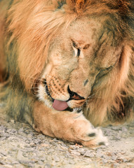 Obraz premium animal African lione