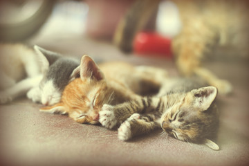 Sweet moment A group of different kitten sleeping on the floor.I