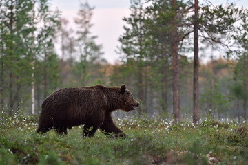 Large male brown bear walking in blossoming grass in arctic white night