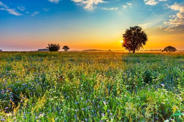 Summer sunrise over blooming buckwheat field with weeds