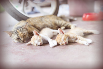 Sweet moment A group of different kitten sleeping on the floor.I