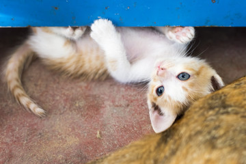 Sweet moment A kitten on the floor.In soften focus.