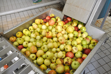 Äpfel in der Apfelsaftpresse, Apfelsaftherstellung