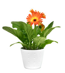 orange gerbera daisy plant