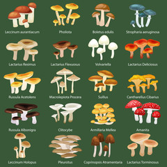 Vector isolated edible natural mushrooms in nature set, organic vegetable food collection of illustrations, forest  .