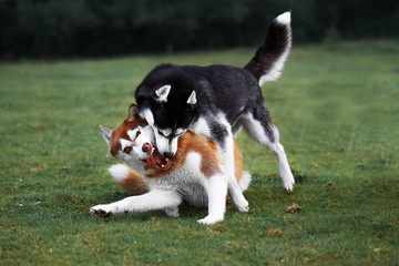 Two husky dogs play on the evening walk