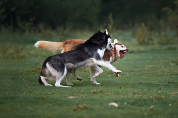 Two husky dogs play on the evening walk
