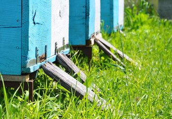 bee hive with bees on it