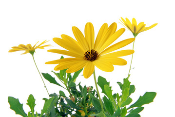yellow daisy Osteospermum isolated on white