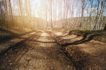 Rural road in sunny forest