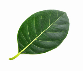 Obraz premium Jackfruit leaves isolated on white background