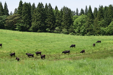 Fototapeta na wymiar 牛の放牧 ／ 山形県鶴岡市羽黒町川代にある月山高原牧場で、牛の放牧風景を撮影した写真です。この牧場は、約100haの緑のジュウタンが広がり、雄大な高原の中で牛や羊を眺められます。牛を放牧すると足腰が丈夫になる、広々とした牧場で運動することにより健全な牛になる、管理の手間が省ける、エサ代の削減など良いこと尽くしです。高原からの眺めは最高で、ひそかな観光ポイントになっています。