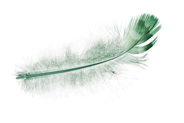 feather with dark green stripe