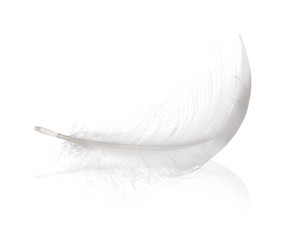 fluffy isolated swan feather curl with reflection