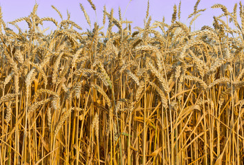seamless detail of wheat field