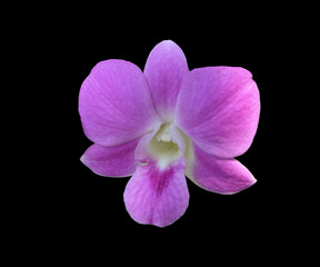 Pink dendrobium orchid flower isolated with clipping path