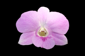 Pale pink dendrobium orchid flower isolated with clipping path